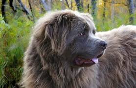 Blitzen is an adorable, fluffy mix between a newfoundland and a saint bernard (sometimes called a saint bernewfie). The Newfoundland The Only Guide You Ll Need To This Brave Sweet Giant Animalso