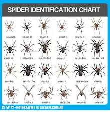 Spider Identification Chart Smash It Smash T Mash It Smash