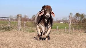 The brahman breed originated from bos indicus cattle from india. Big Cow Brahman Playing In Field Youtube