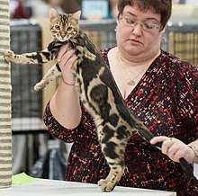 Info about the bengal cat breed including; Bengal Cat Wikipedia