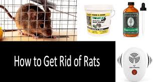 how to get rid of rats in your yard