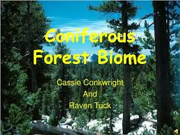 ppt coniferous forest biome