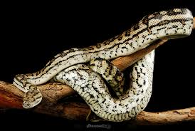 gammon ranges carpet python morelia