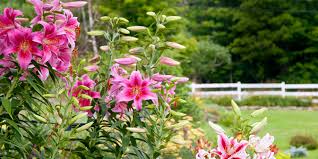 Elegant on their own, the flowers are also good mixers. The Best Perennials For Cutting Better Homes Gardens