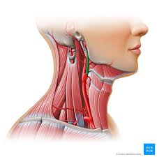 The main arteries in the neck are the common carotids, and the main veins of the neck that return the blood from the head and face are the external and internal jugular veins. Carotid Triangle Anatomy Kenhub