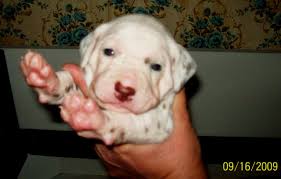 How to prepare for newborn puppies? Mcdottie Dalmatians Puppies