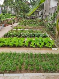 Veggie Garden Layout Vegetable Garden