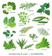 1000 Leafy Vegetables Stock Images Photos Vectors