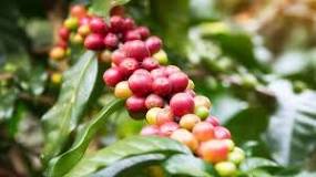 where-do-coffee-beans-grow-from