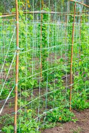 growing pole beans how to make your