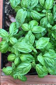 How To Grow Basil From Seed A Step By