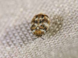 can carpet beetles come from soil