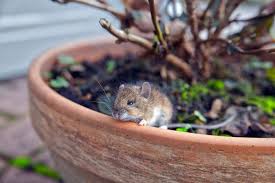 4 Plants To Keep Mice From Invading