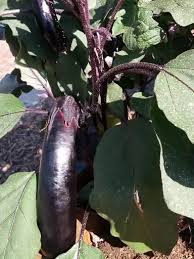 orient express eggplant seed