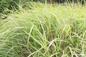Maybe you would like to learn more about one of these? Miscanthus Sinensis Chinese Silver Grass Plant Care How To Grow Plantopedia