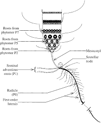 structure of the maize root system