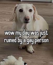 homophobic dog memes that remind me of pezzy to chat : r/Pezzy