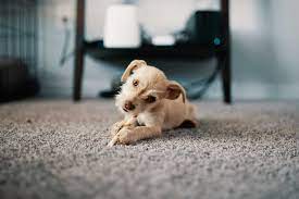 dog ing or ing on a carpet spot