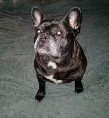 Unfortunately, hundreds of bulldogs are lost, abandoned, taken to animal shelters, or surrendered to rescues every year. Dog For Adoption Marcel A French Bulldog In Woodstock Ga Petfinder