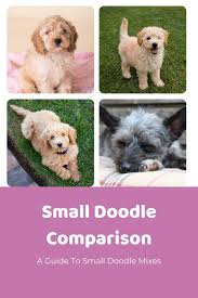 lets compare 22 small poodle mi a