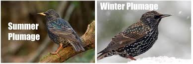 Backyard birding is still on! 15 Most Common Birds That Visit My Feeders Id Guide Bird Watching Hq
