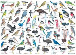 Birds Of Australia Wall Chart Australian Birds Bird