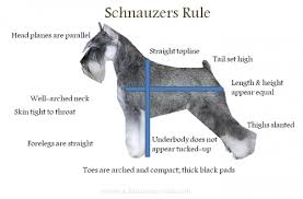Miniature Schnauzer Size Chart Miniature Schnauzer Puppy