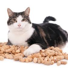 It is safe for cats in general. Can Cats Eat Peanuts Catster