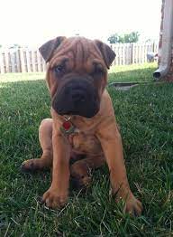 We provide a complete guide for the breed. Pin By Ashley On Moose Bullpei English Bulldog Sharpei Mix Shar Pei Dog Man And Dog Puppies