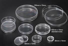 agar plates petri dishes