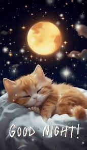 good night images new 2023 cute cat gif