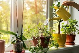 Indoor Plants Winter Care Tips