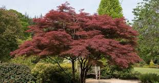 Japanese Maple Trees