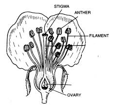 label on it stigma ovary anther filament