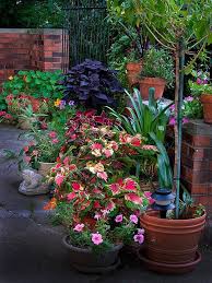 Container Gardening Plants