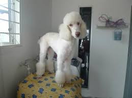 standard poodle in msia