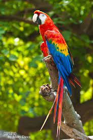 scarlet macaw wallpapers 1071x1600