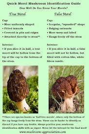 Morel Mushroom Identification What To Look For And What To