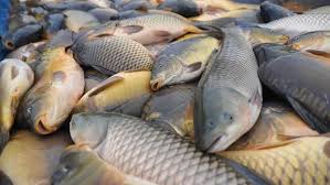 Mungkin merupakan salah satu ikan hias air tawar termahal di indonesia. Hari Ikan Nasional Ini 5 Ikan Air Tawar Indonesia Yang Populer