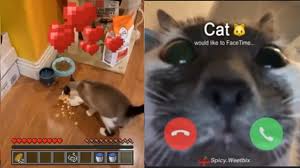 Animal memes grumpy cat christmas meme. Best Dank Cat Memes Compilation Of 2020 Hilarious Youtube