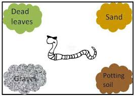 Squirmy Wormy Which Soil Type Do Earthworms Like Best Science