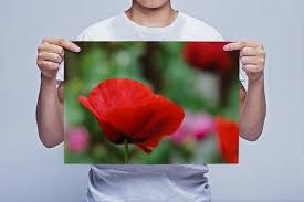 Red Poppy Flower Art Prints