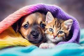 cute dog and cat stock photos images