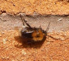 Bees In The Wall Or Brickwork What Can