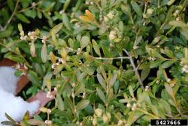 Boxwood Spider Mite Control How To Get Rid Of Spider Mites