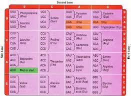 what are the messenger rna codons for