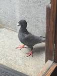 Image result for weird pigeons
