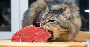 6 the best ingredients…do you go organic? Phosphorus Can Be Key For Cat Kidneys