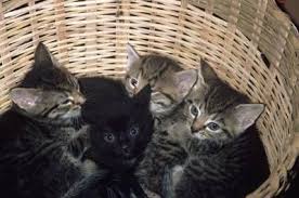 Find a maine coon on gumtree, the #1 site for cats & kittens for sale classifieds ads in the uk. Bengal Maine Coon Kittens 6 Wks Old For Sale In Fredericksburg Virginia Classified Americanlisted Com