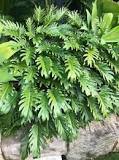What can I plant with philodendron Xanadu?